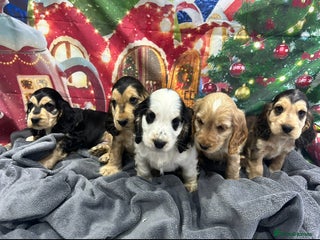 Cocker Spaniel dogs KC registered, health tested, Show cocker spaniels - Advert 6