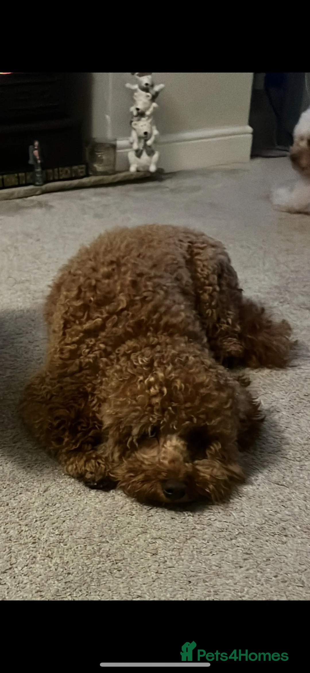 Poodle dogs for stud: Stunning red boy for stud  - Advert 2