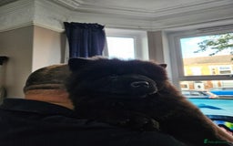 Chow Chow dogs for sale: Chow chow puppies - Image 9