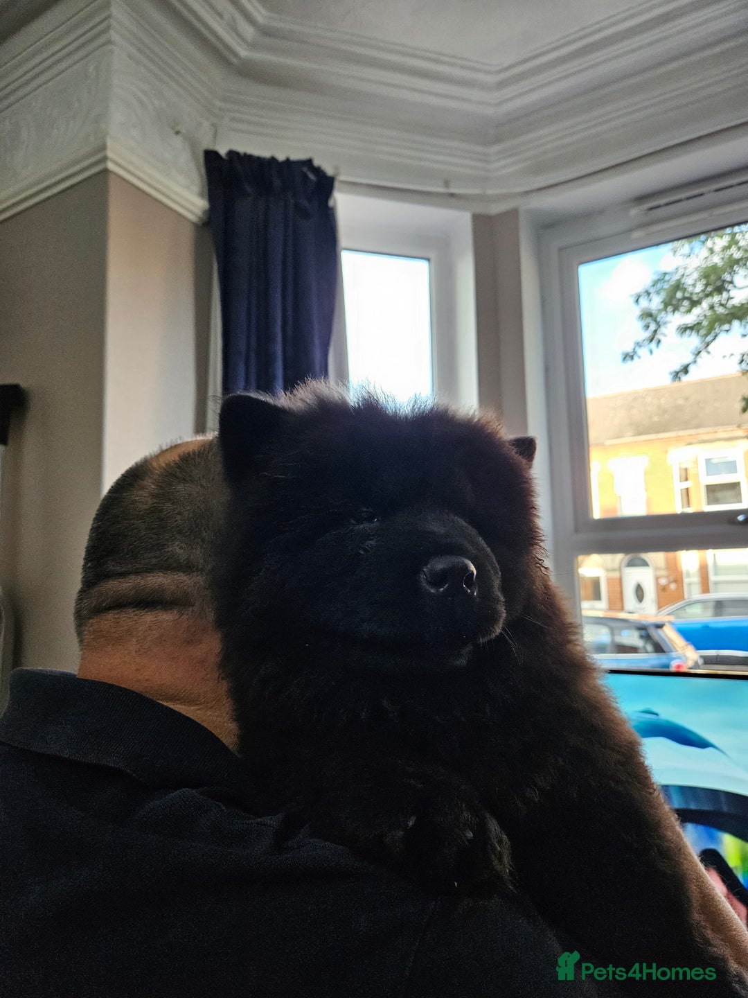 Chow Chow dogs for sale: Chow chow puppies - Image 9
