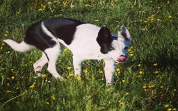 Border Collie dogs for sale: Spotty  - Image 4
