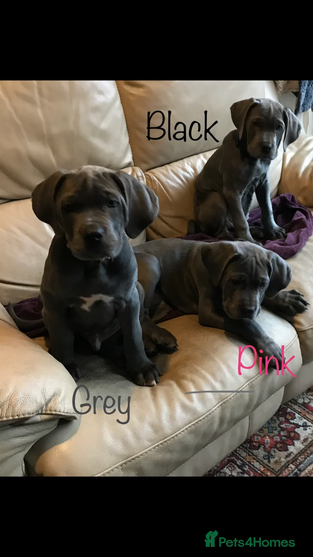 Cane Corso dogs for sale: Stunning 4th Generation Cane Corse Pups  - Advert 25