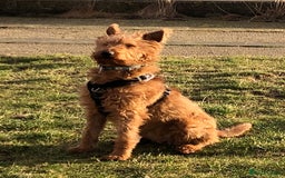 Irish Terrier dogs for sale: Irish Terrier pups expected early December  - Image 7