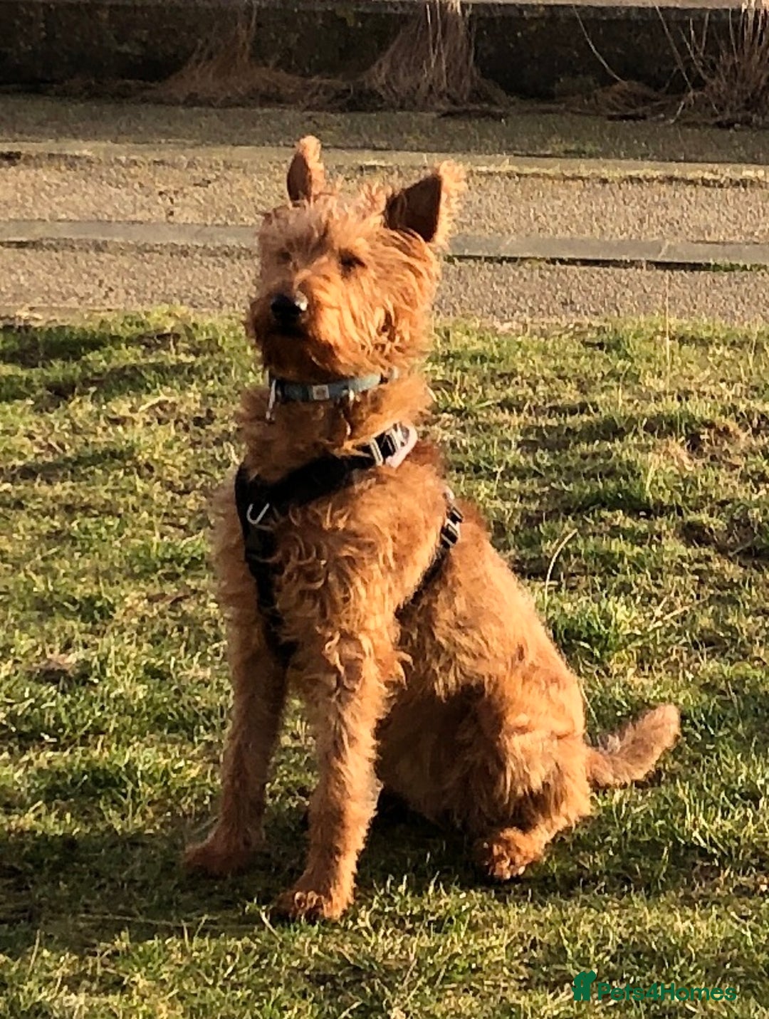 Irish Terrier dogs for sale: Irish Terrier pups expected early December  - Image 7