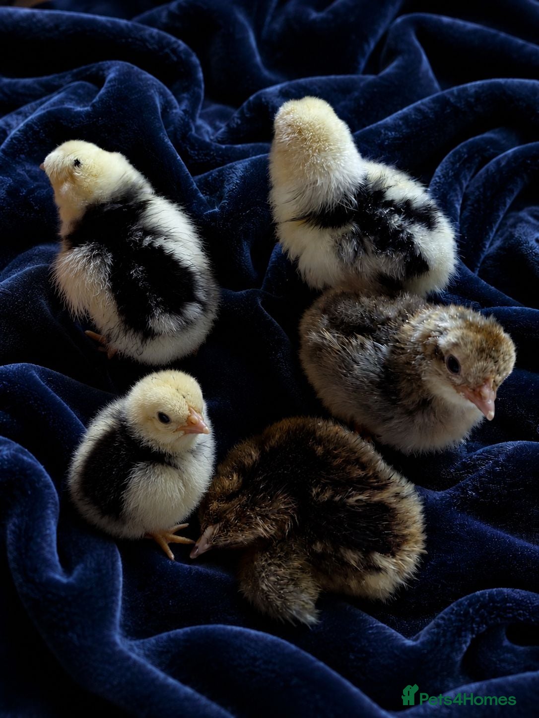 Mixed Breed birds 5 beautiful mixed breed chicks - Advert 5