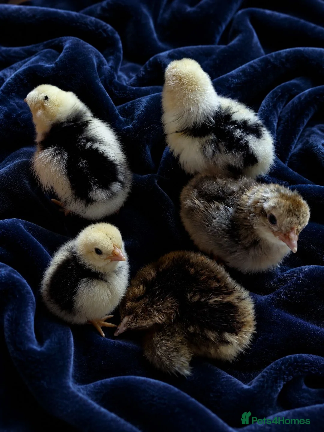 Mixed Breed birds for sale: 5 beautiful mixed breed chicks - Advert 1
