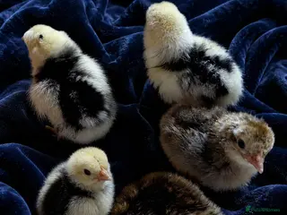 Mixed Breed birds 5 beautiful mixed breed chicks - Advert 9