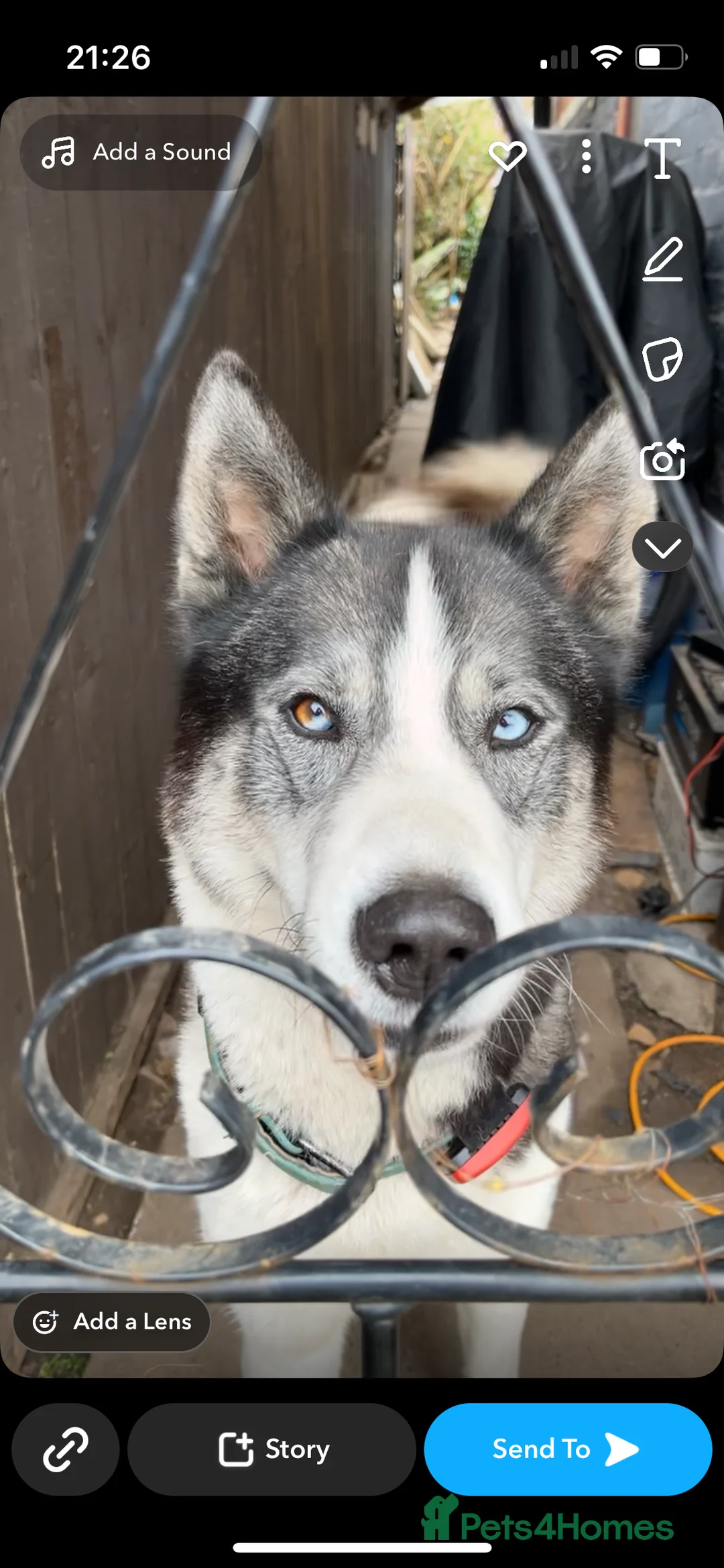 Siberian Husky dogs for stud: Pablo  in Birmingham - Advert 18