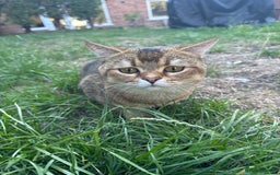 Scottish Fold cats for sale: Loving, Calm Cat Looking for a New Forever Home - Image 1