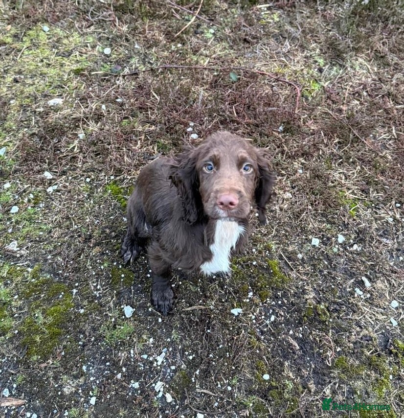 Sprocker dogs Exceptional Young Working Sprocker  - Advert 2