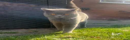 British Shorthair cats for stud: British shorthair STUD - Advert 1