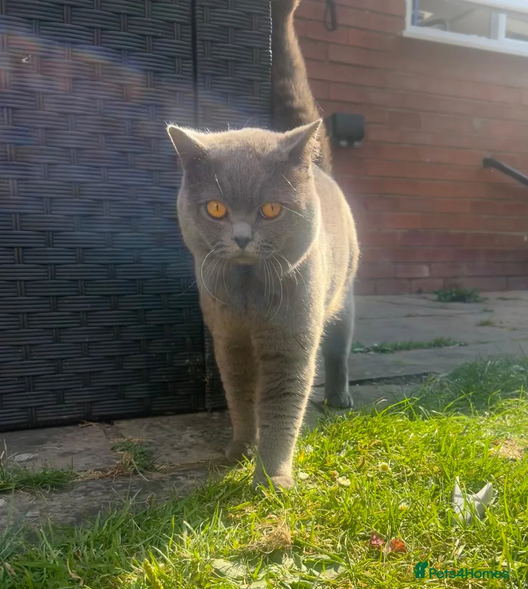 British Shorthair cats for stud: British shorthair STUD - Advert 1
