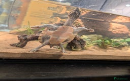 Turtle reptiles for sale: Musk turtle and full set up - Image 4