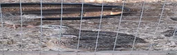 Quail poultry for sale: Coturnix Quail - Females and Males for sale - Advert 3