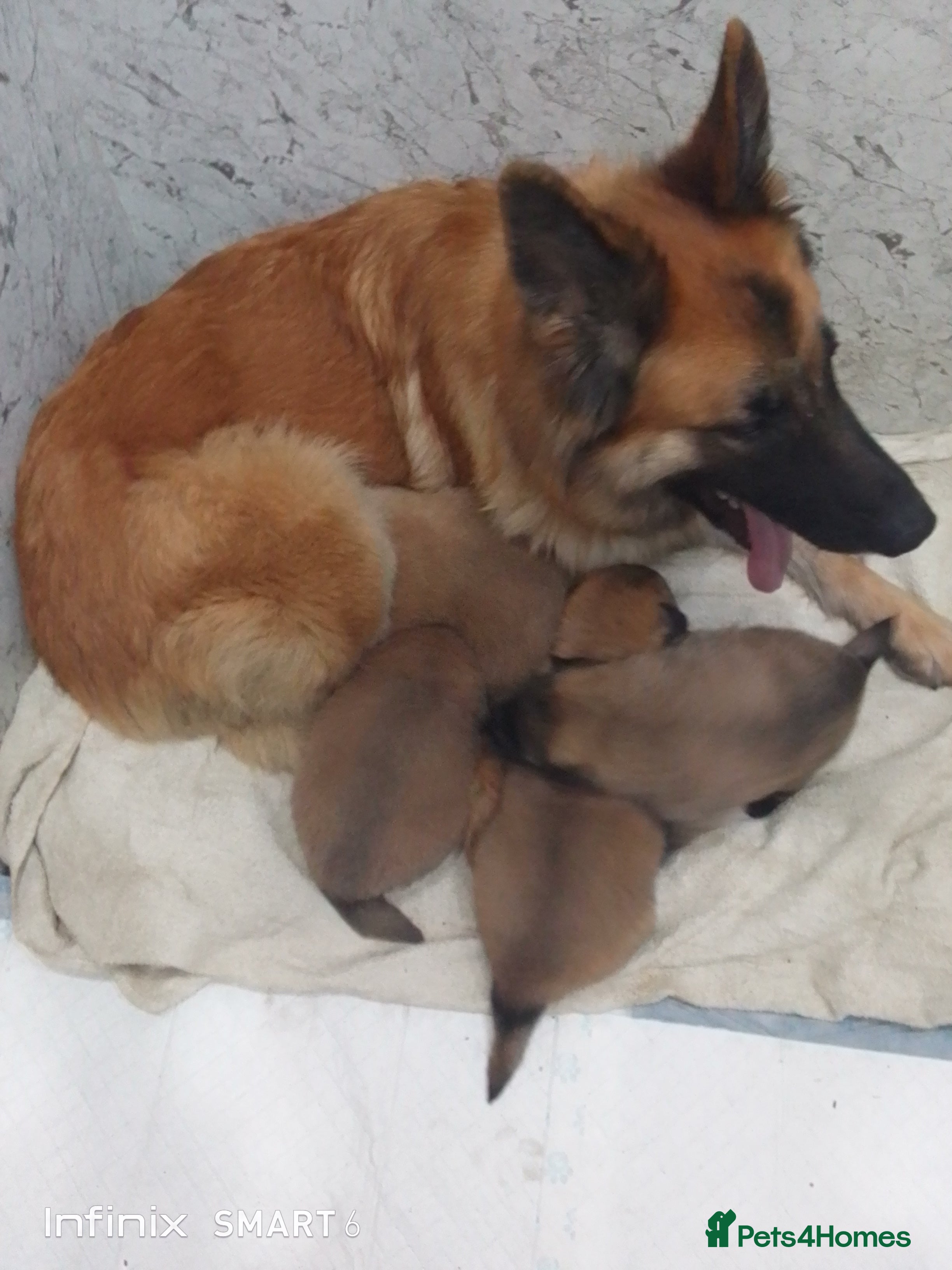 German Shepherd dogs Mercy's pups - Advert 2