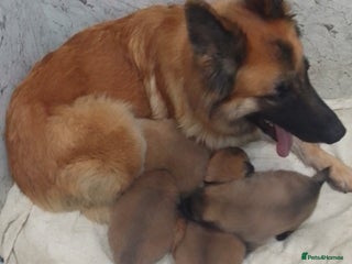 German Shepherd dogs Mercy's pups - Advert 2