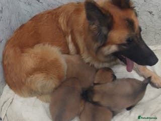 German Shepherd dogs Mercy's pups - Advert 5