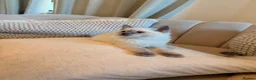 Ragdoll cats for sale: 🐾 Beautiful Ragdoll Kittens - Stunning example - Advert 4