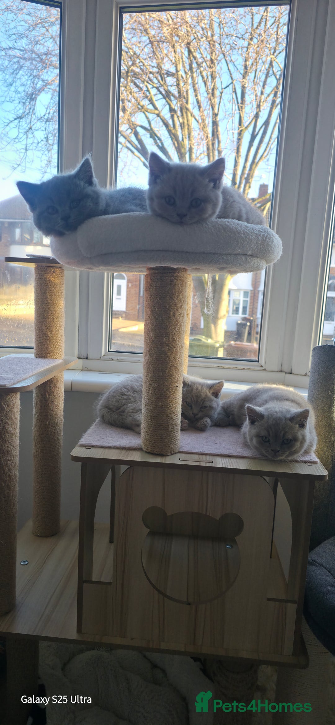 British Shorthair cats for sale: British ShortHair 🐈‍⬛ - Advert 4