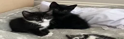 Mixed Breed cats for sale: Domestic kittens that are looking for home ❤️ in Peterborough - Advert 3