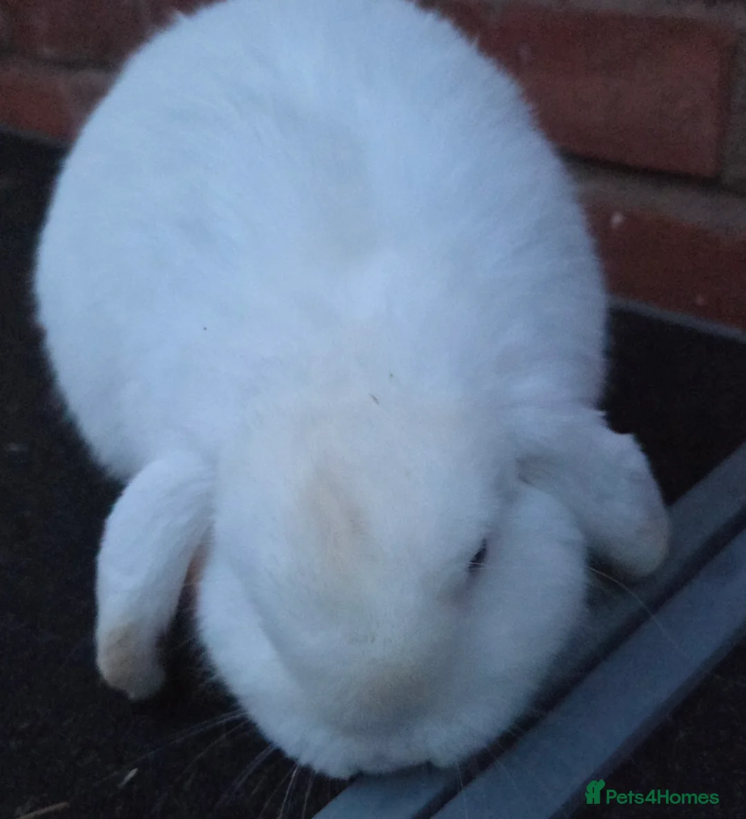 Mini Lop rabbits for sale: 1 blue eyed buck and 2 boar gunnea pigs - Advert 1