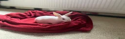Mixed Breed rabbits for sale: Bunnies for sale  - Advert 16