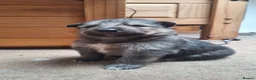 Mixed Breed dogs for sale: Shollie Pups - Advert 6