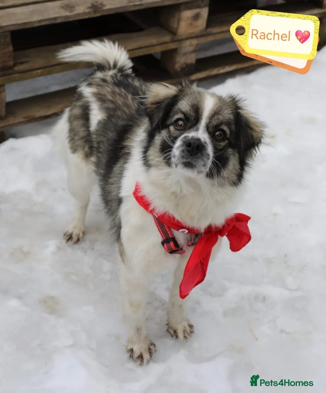 Mixed Breed dogs for adoption: ❤️🐶 RACHEL – A LITTLE ANGEL in Lichfield - Advert 2