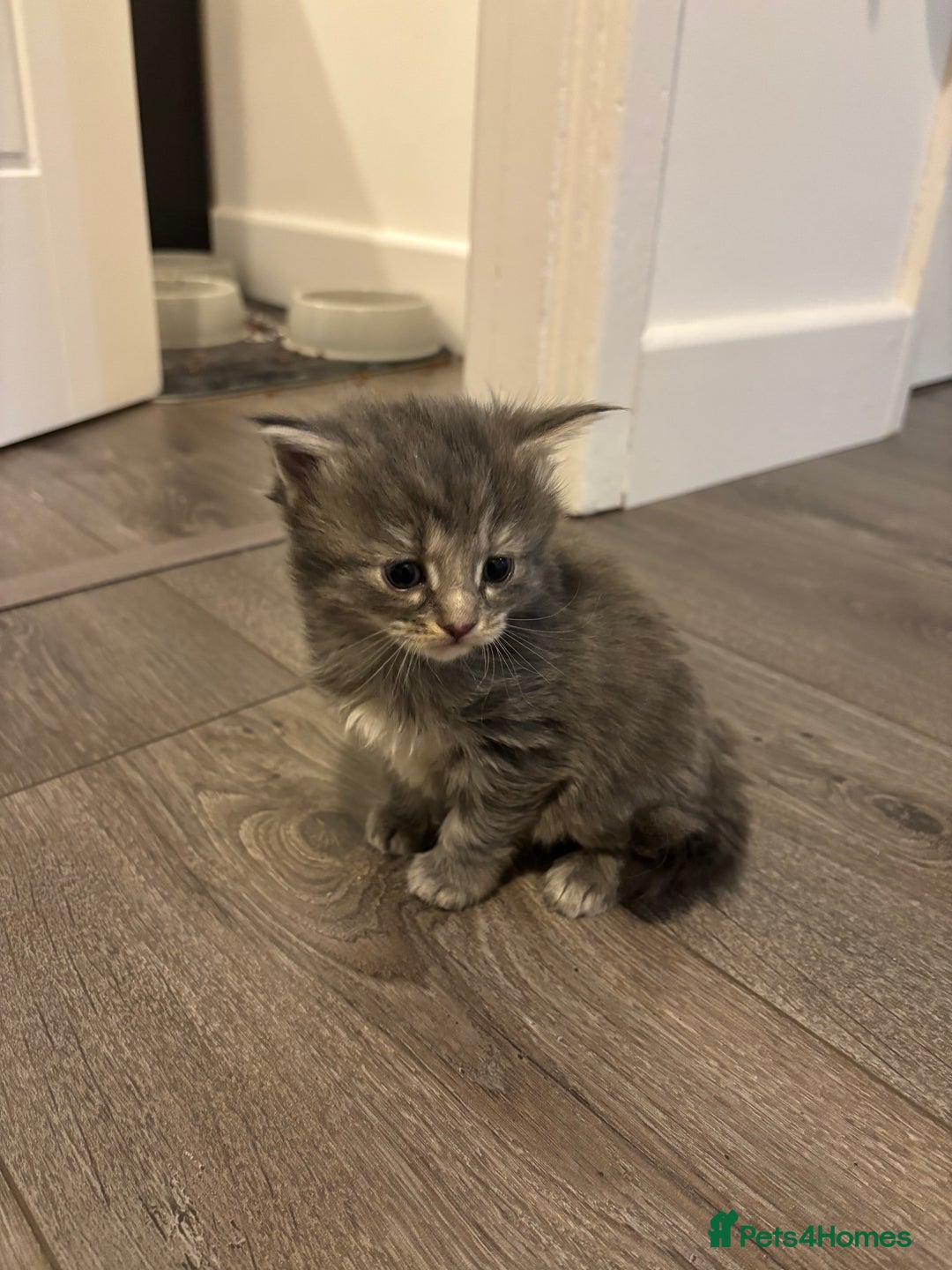 Mixed Breed cats for sale: Maine coon/Scottish fold cross - Advert 8