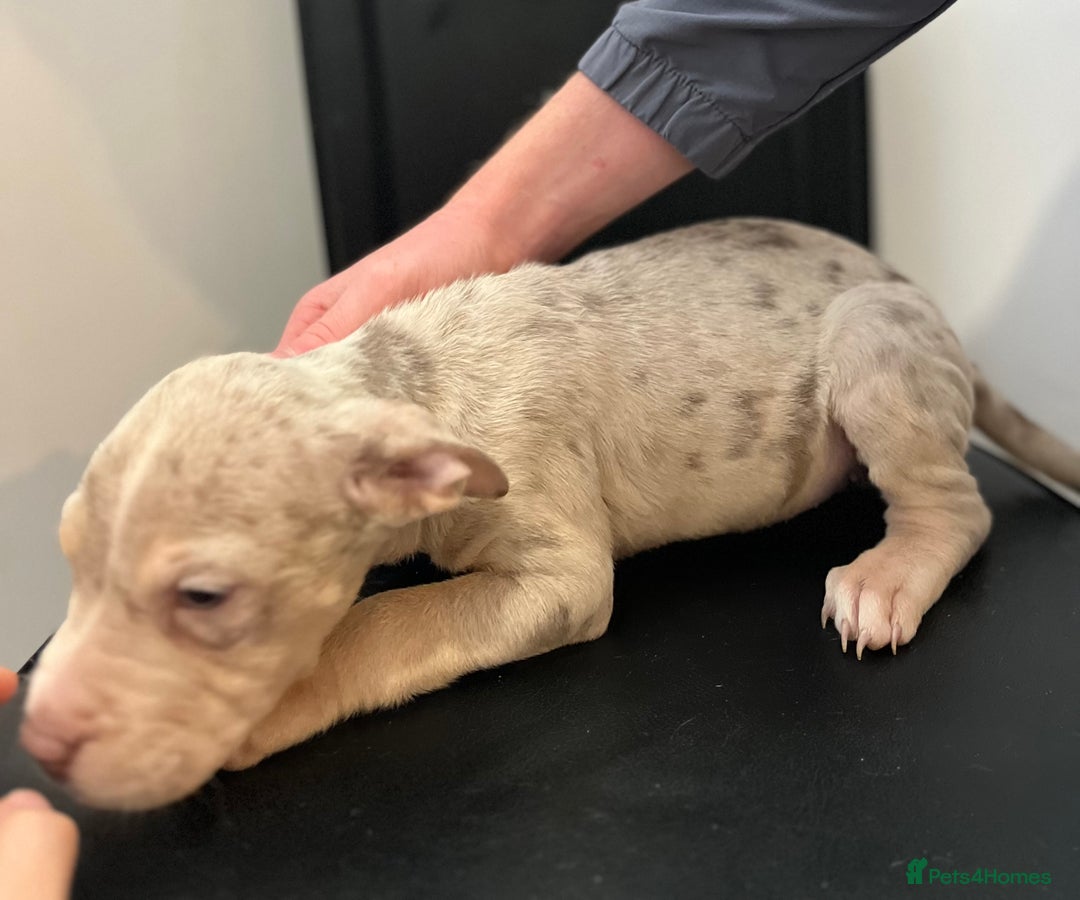 Mixed Breed dogs for sale: Mastiff x Shar pei puppies  - Image 2