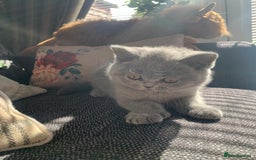 British Shorthair cats for sale: British shorthair kittens  - Image 6