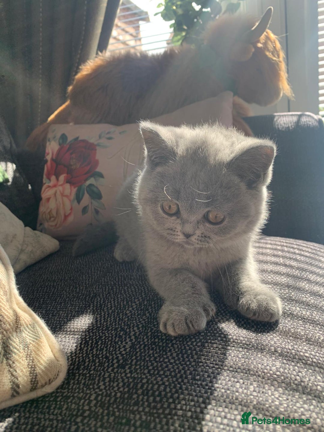 British Shorthair cats for sale: British shorthair kittens  - Image 6