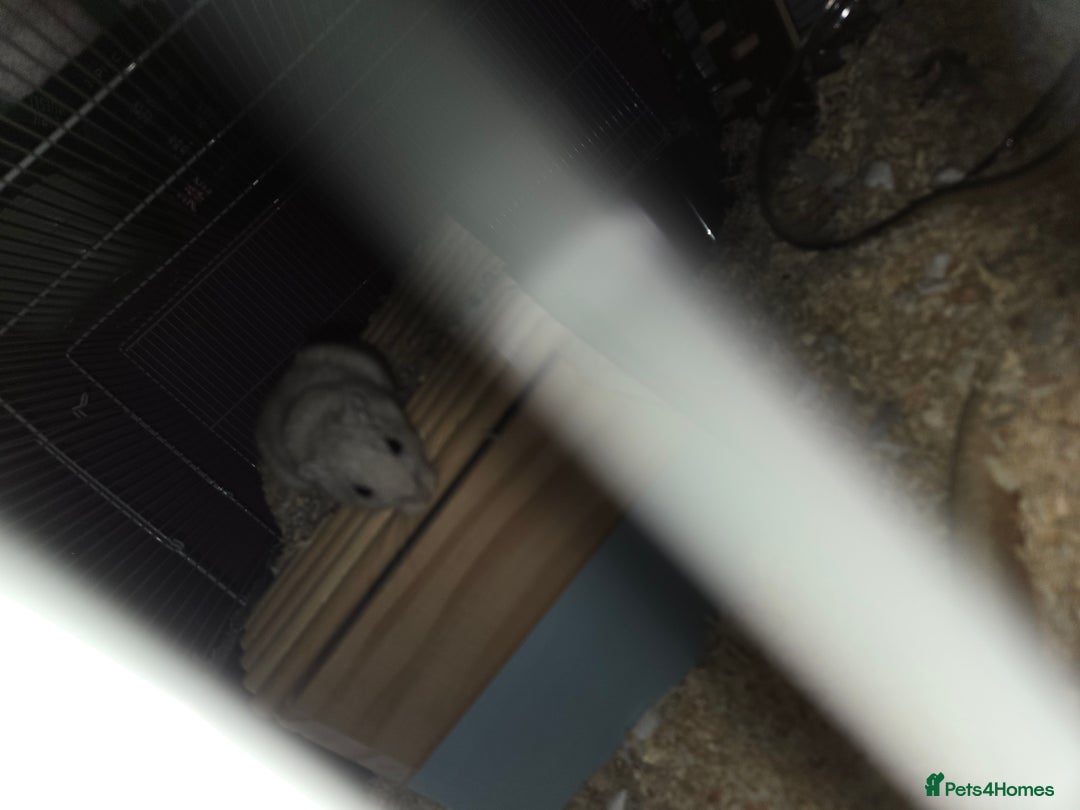 Gerbil rodents for sale: Two gerbils for sale - Advert 1