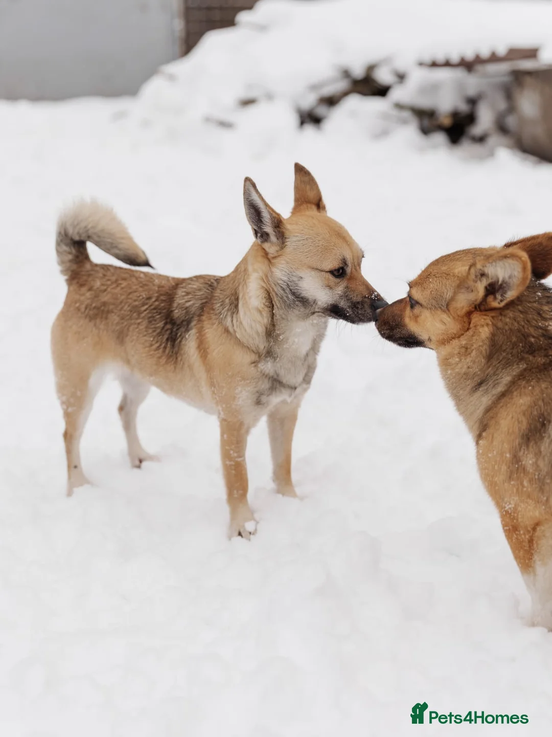Mixed Breed dogs for adoption: ❤️LEESA❤️ small in size, big in heart young girl - Advert 9