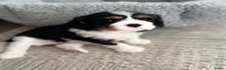 Cavalier King Charles Spaniel dogs for sale: Cavalier King Charles spaniel puppy  - Advert 7