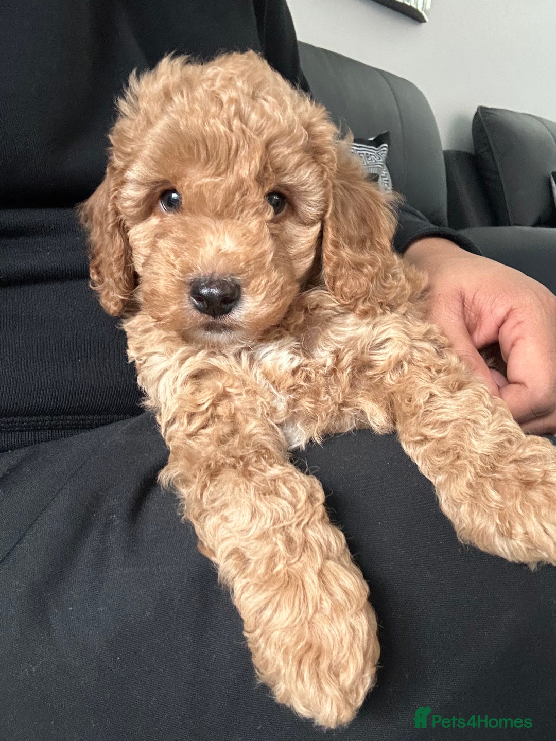 Cavapoo dogs for sale: F1 Cavapoo Puppy (9 weeks old male) - Image 1