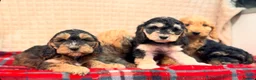 Cockapoo dogs for sale: STUNNING COCKAPOO PUPPIES READY NOW  - Advert 9