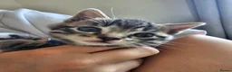 Mixed Breed cats for sale: 3 kittens for sale  - Advert 5
