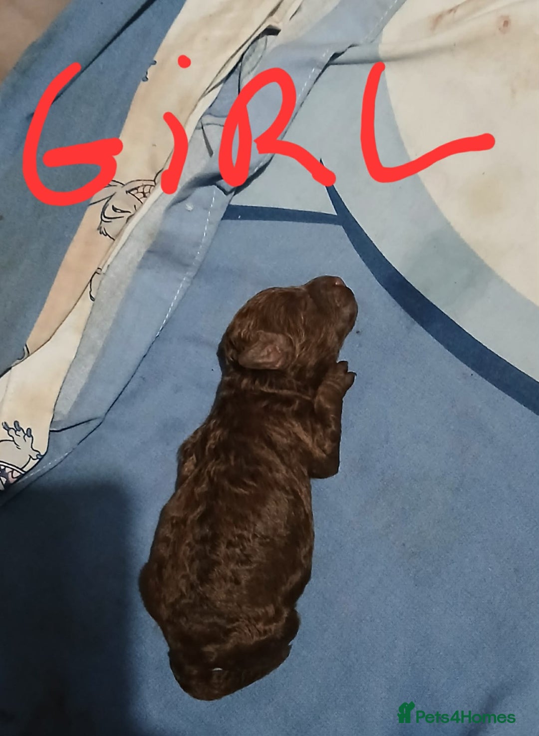 Cockapoo dogs for sale: 5 f1b miniature cockapoos  - Advert 11