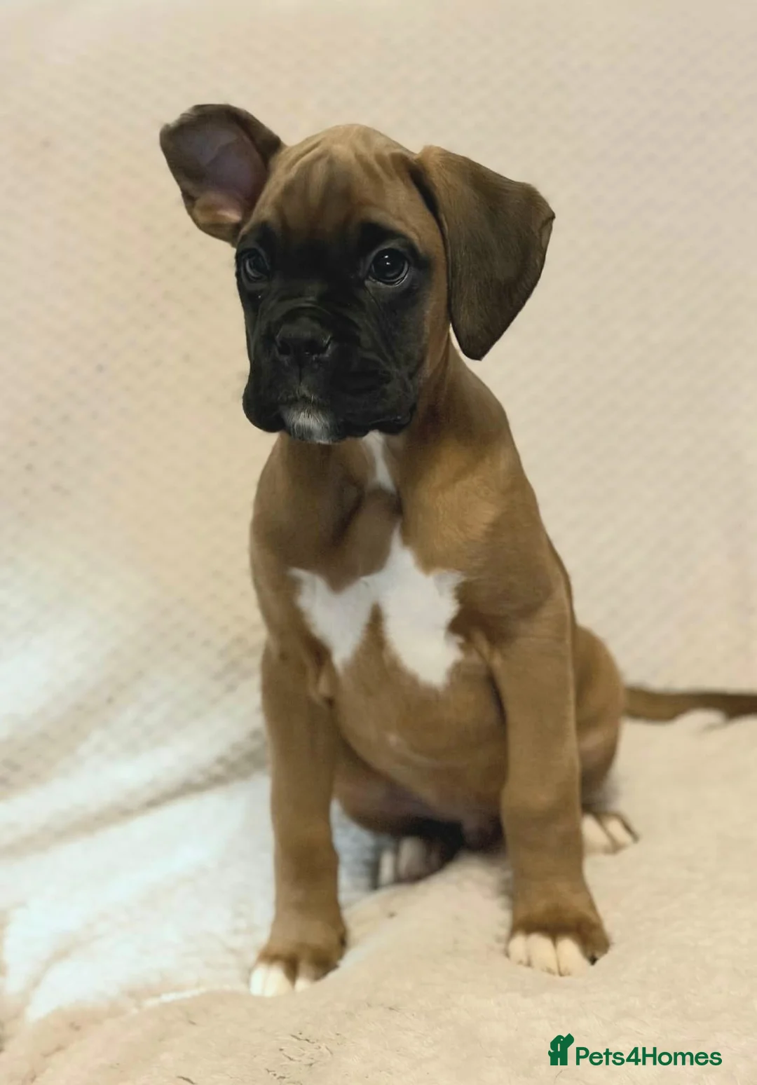 Boxer dogs for sale: Boxer puppies for sale  - Advert 4