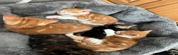 Domestic Shorthair cats for sale: Beautiful male kittens  - Advert 3