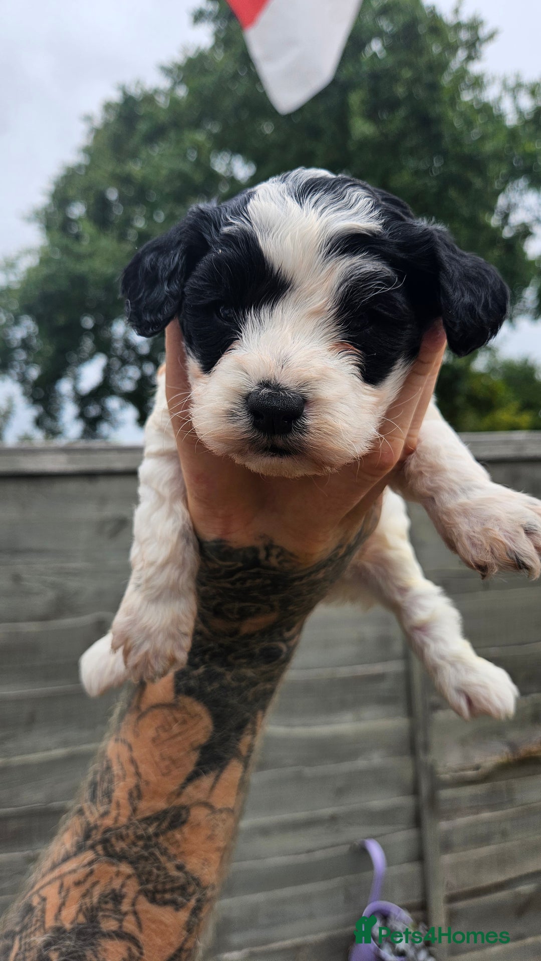 Cockapoo dogs for sale: Cockerpoo puppy last girl left  - Image 8