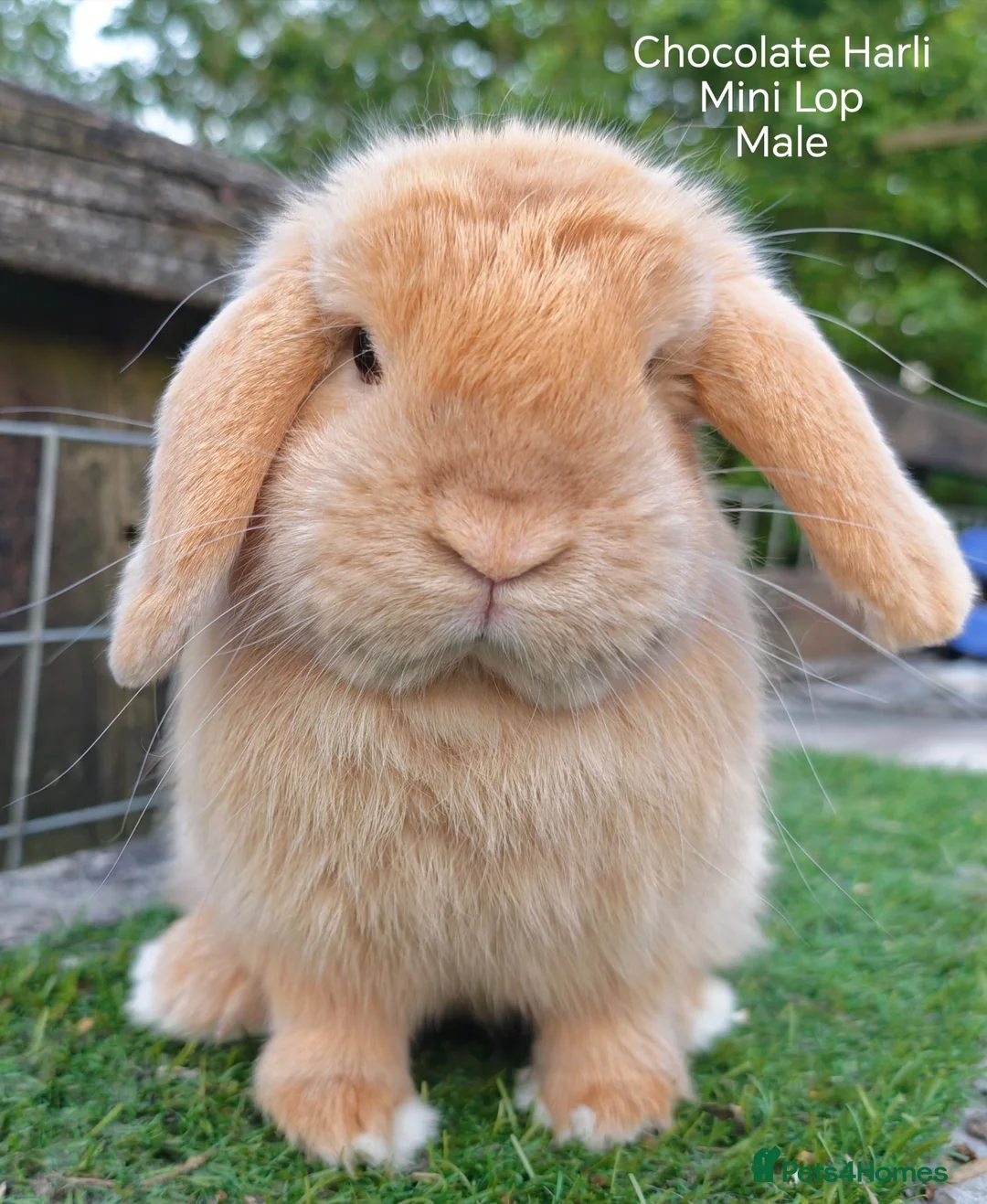 Mini Lop rabbits for sale: Various Adult Mini Lops  - Advert 1