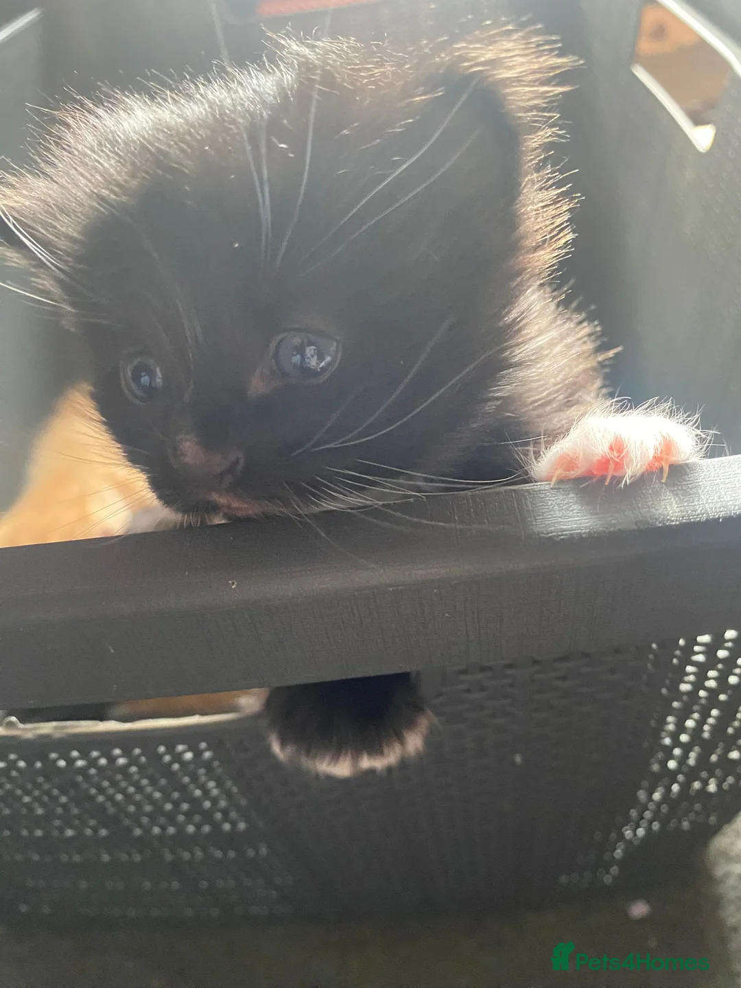 Mixed Breed cats for sale: Please read full ad - Advert 12