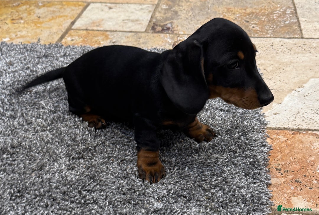 Miniature Dachshund dogs for sale: Miniature Smooth Boys from ivdd scored parents - Image 15