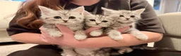 Persian cats for sale: Ready now - Persian x Maine coon kittens  - Advert 1
