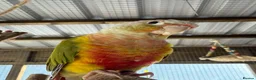 Conures birds for sale: Tame pineapple conure  - Advert 3