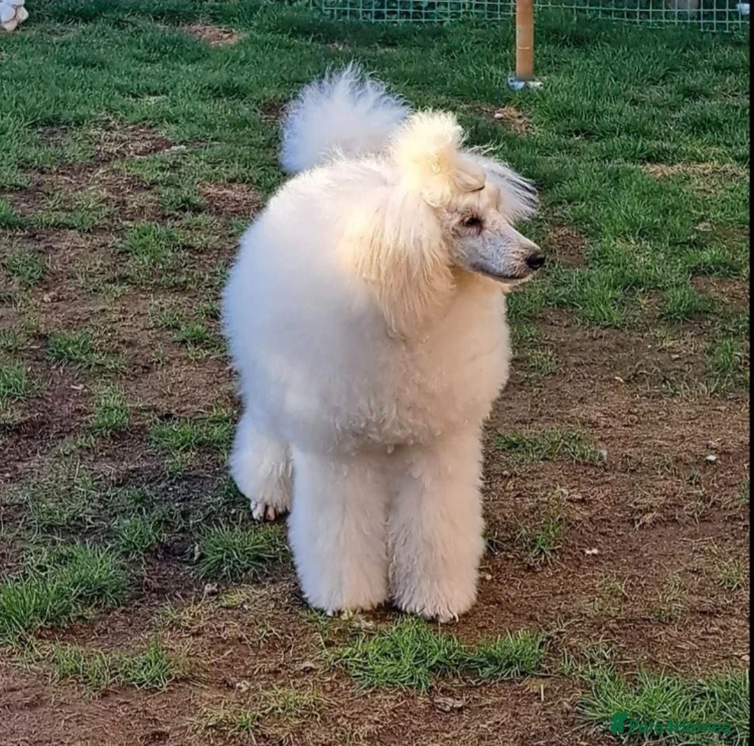 Miniature Poodle dogs Miniature poodle adult - Advert 1