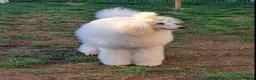 Miniature Poodle dogs for sale: Miniature poodle adult - Advert 1