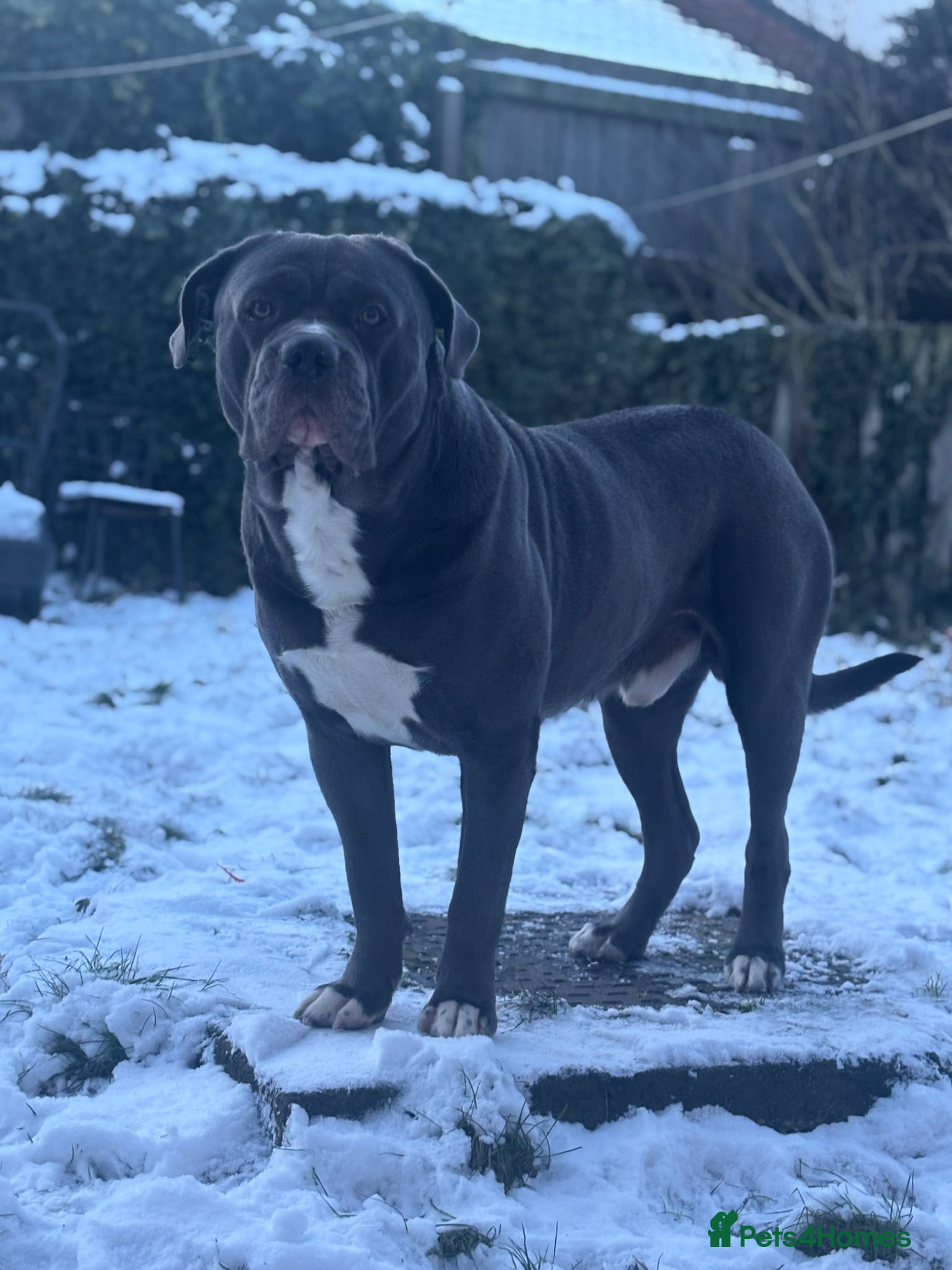 Cane Corso dogs For Stud - Advert 10
